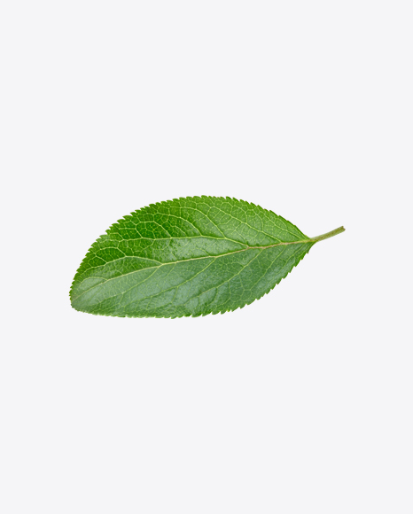Green Leaf