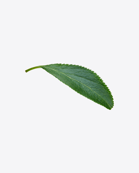 Green Leaf