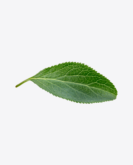 Green Leaf