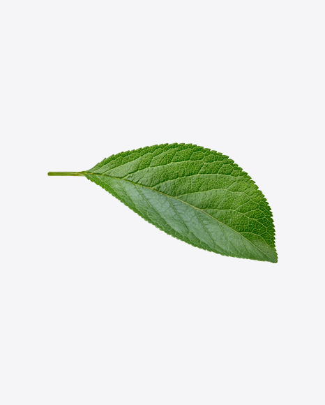 Green Leaf