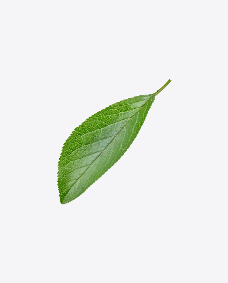 Green Leaf