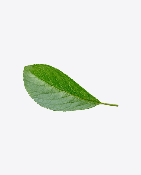 Green Leaf