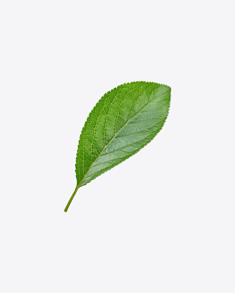 Green Leaf