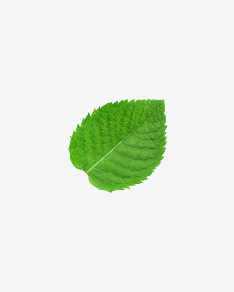 Mint Leaf