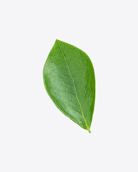 Green Leaf