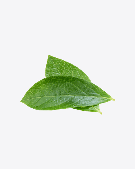 Green Leaves