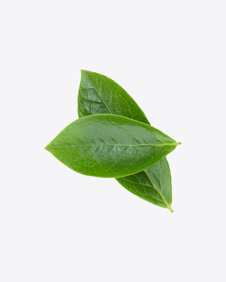 Green Leaves