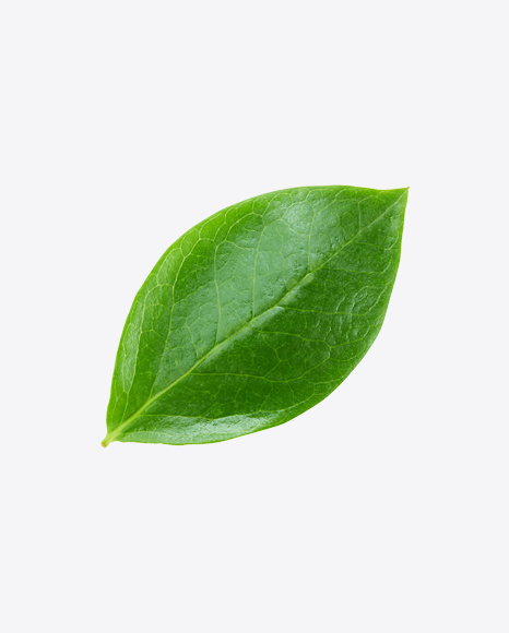 Green Leaf