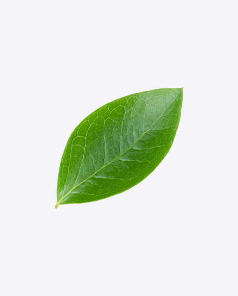 Green Leaf