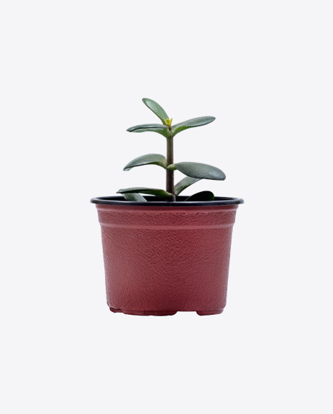 Pigmyweeds Plant in Pot