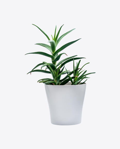 Aloe Plant in Pot