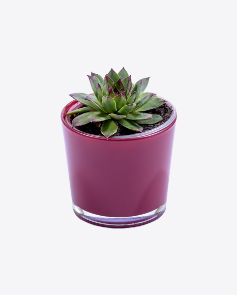 Haworthia Succulent Plants in Pot