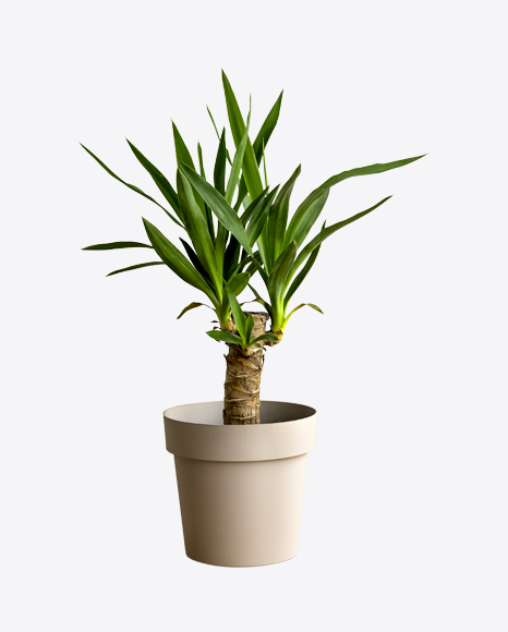 Dracaena Plant in Pot