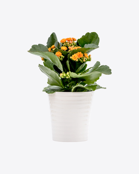 Kalanchoe Plant in White Pot
