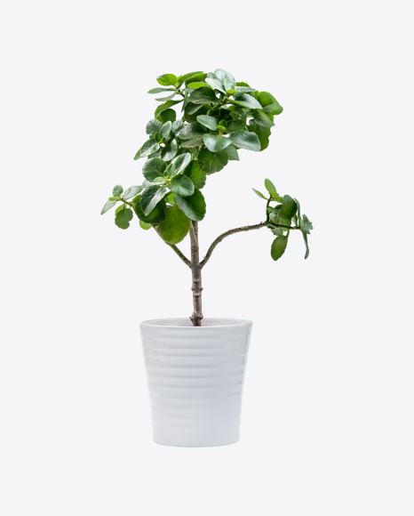 Green Kalanchoe Tree