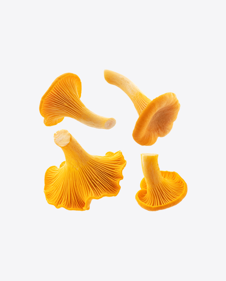 Chanterelle Mushrooms Set PNG