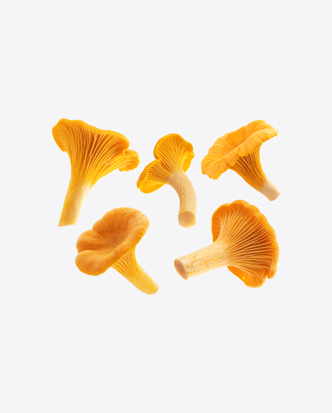 Chanterelle Mushrooms Set PNG
