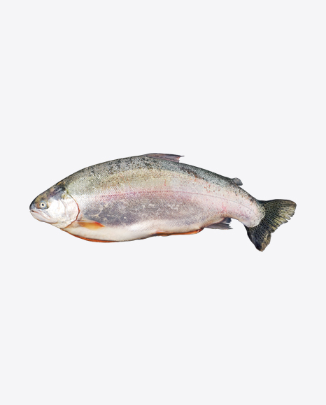 Raw Trout PNG