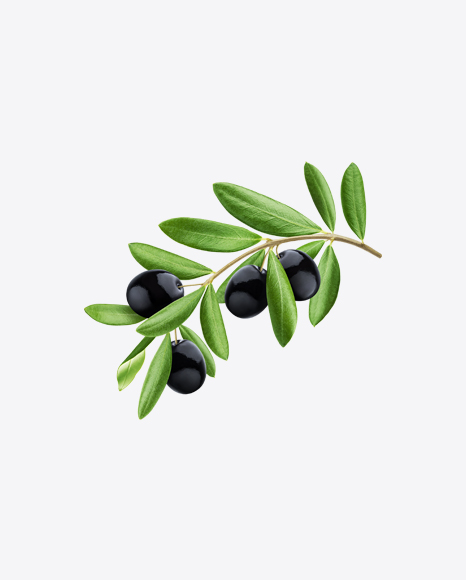 Olive Tree Branch w/ Black Olives PNG