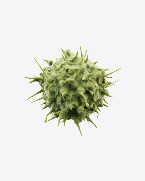 Bacteria