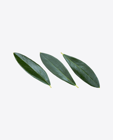 Green Plant Leaves