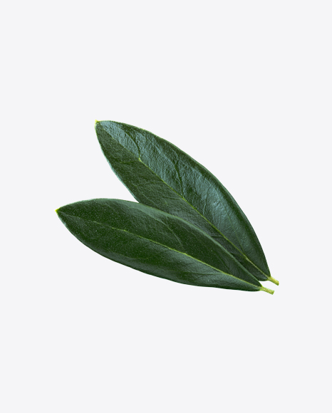 Green Plant Leaves