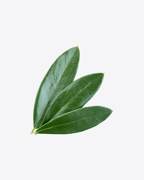 Green Plant Leaves
