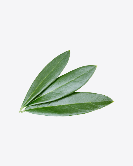 Green Plant Leaves