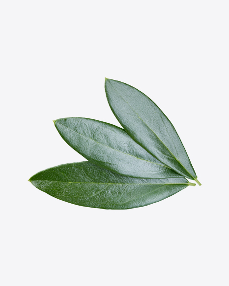 Green Plant Leaves