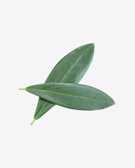 Green Plant Leaves