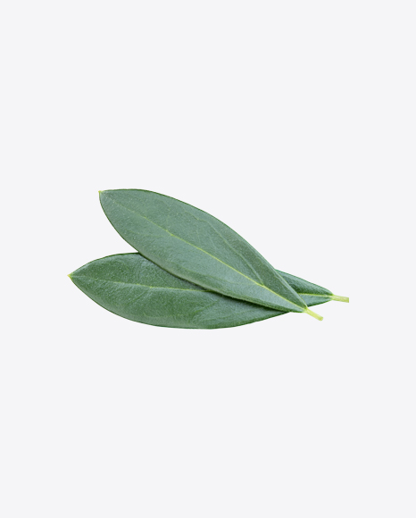 Green Plant Leaves