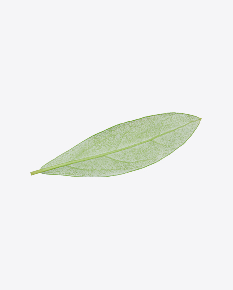 Green Plant Leaf