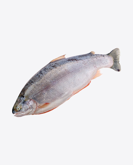 Raw Trout