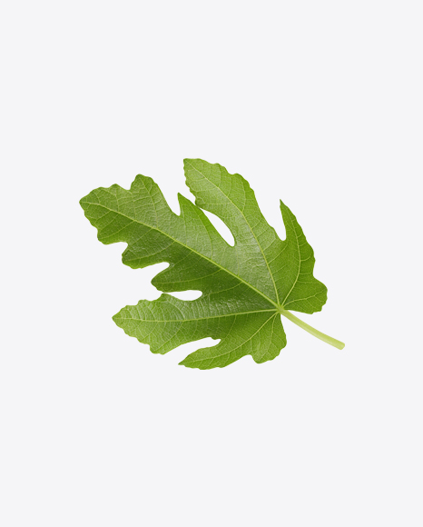 Fig Tree Leaf
