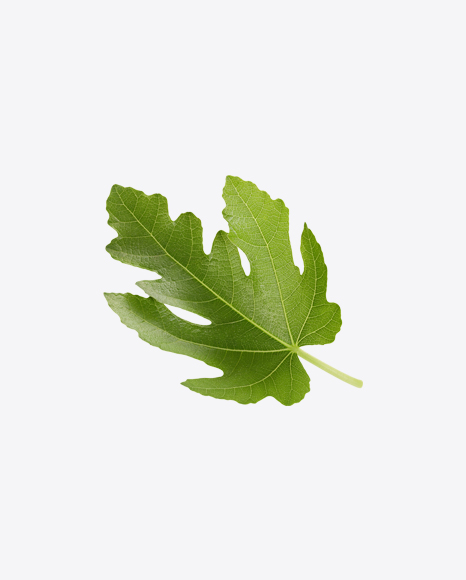 Fig Tree Leaf