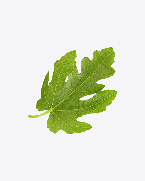 Fig Tree Leaf