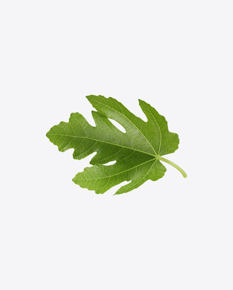 Fig Tree Leaf