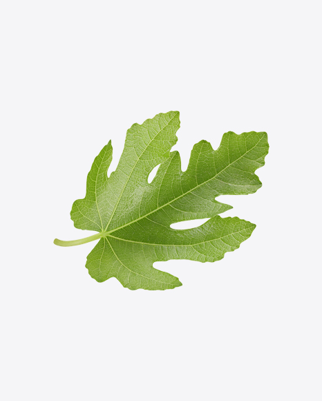 Fig Tree Leaf