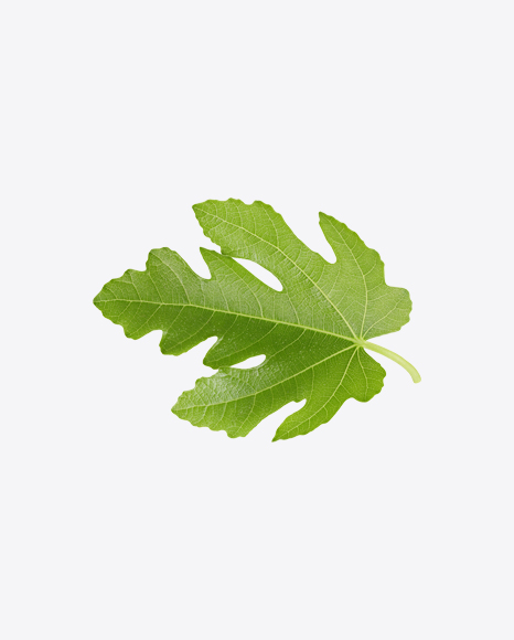 Fig Tree Leaf