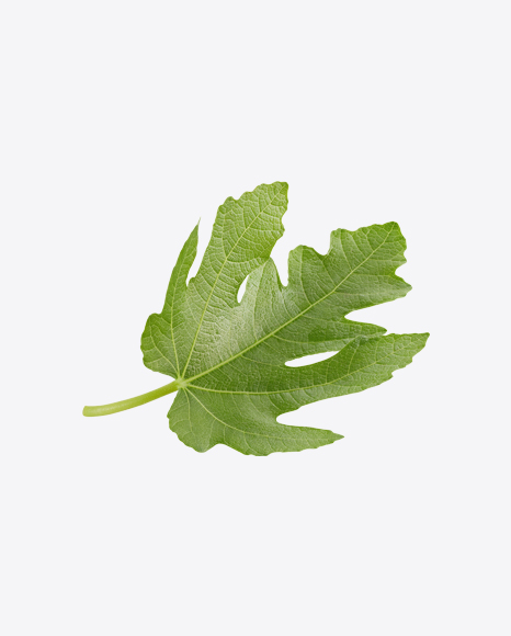 Fig Tree Leaf