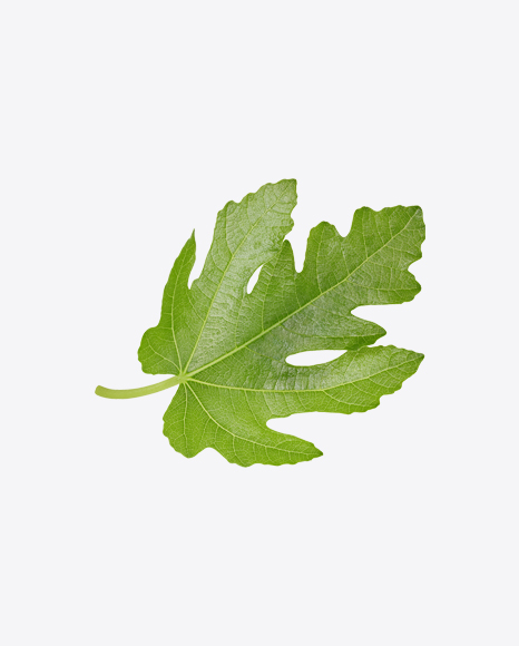 Fig Tree Leaf