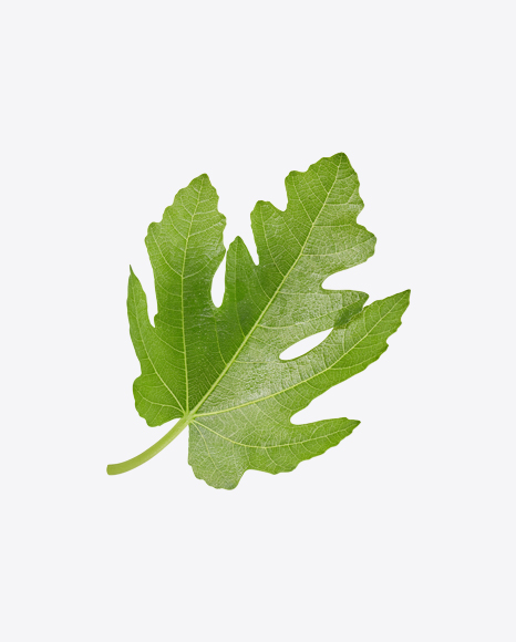 Fig Tree Leaf