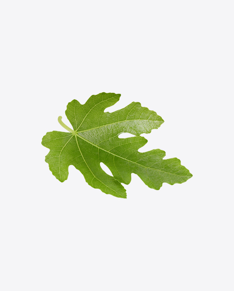 Fig Tree Leaf