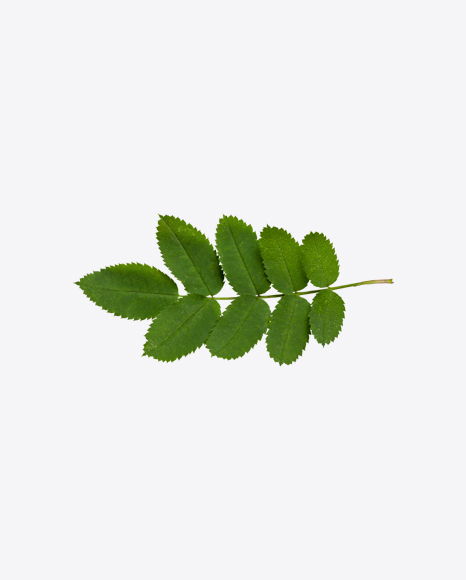 Green Tree Branch PNG