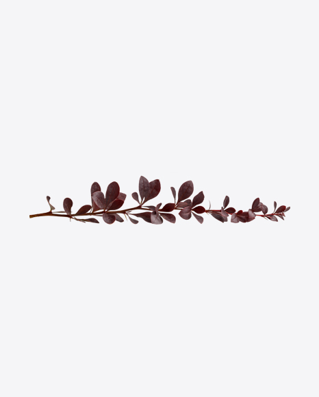 Red Bush Branch PNG