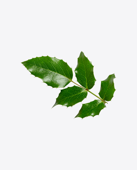 Green Tree Branch PNG