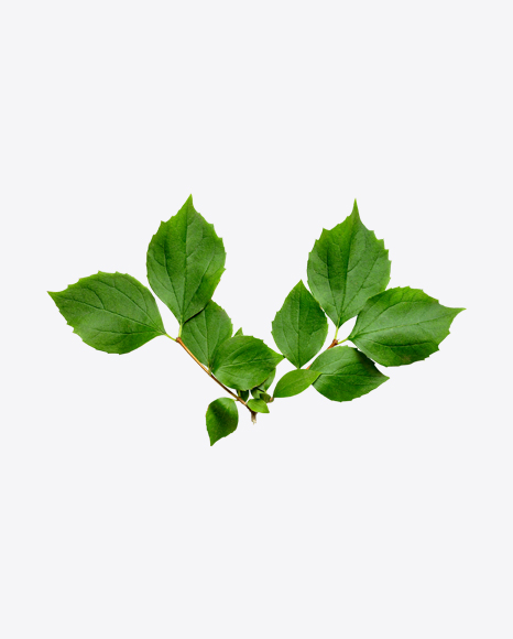 Green Tree Branch PNG
