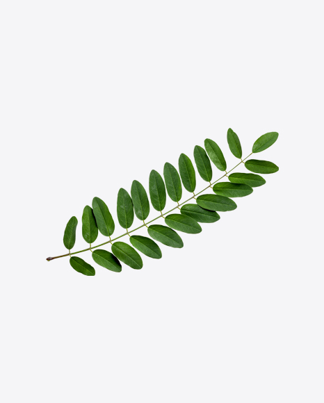 Green Tree Branch PNG