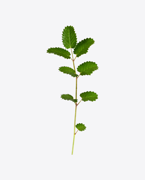 Green Tree Branch PNG