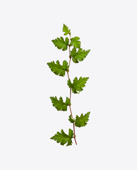 Green Tree Branch PNG